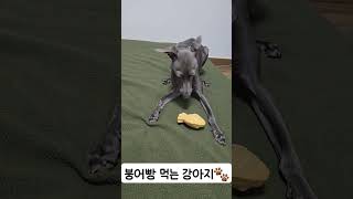 붕어빵 먹는 강아지 #이탈리안그레이하운드 #귀여운강아지 #doglife #강아지