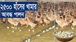 আবদ্ধ ২৫০০ হাঁসের খামার | হাঁস খামার করে লসের মুখে খামারী | ফরিদপুর খামার | Faridpur Duck Farm