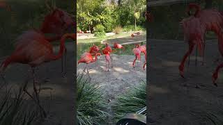 San Diego zoo pink flamingos