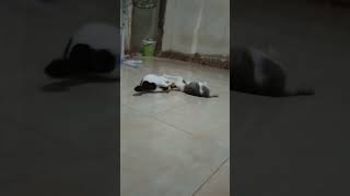 kelucuan si kucing hitam putih, reni, mengambil jurus smak down