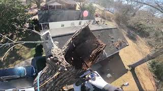 DECAYED SWEET GUM TREE SPEWS JUICE