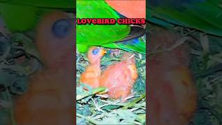 Lovebirds Chicks | Lovebirds colony  | #lovebird #albino