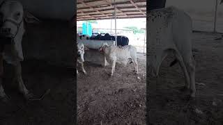 two future champs fighting / cow mandi 2022 @mandivlogswithejaz4258