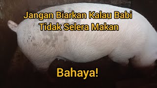 Cara Ampuh Untuk Mengatasi Babi Tidak Selera Makan