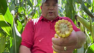 Corn Silage with LG Seeds Agronomist Alan Bass