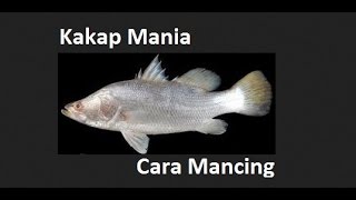 CARA MANCING IKAN KAKAP