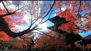 Temples of Kyoto in Autumn, November, 2021 PART 2