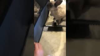 Bunnies escape! 😳 #escape #cute #bunnies #shorts #viral 🐰 #subscribe  #animals #funny