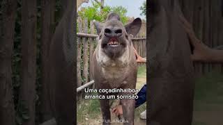 #animaisfofos #animais #animals #animaisengraçados #funny #cuteanimals #fofo