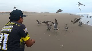 Hombre Saca la CARNADA de pesca más preciado para alimentar estas Aves