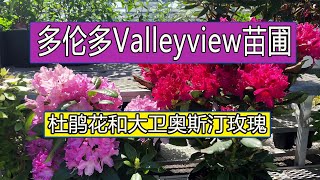 多伦多Valleyview里的大卫奥斯汀玫瑰和杜鹃/杜鹃花的种植方法/大卫奥斯汀玫瑰介绍