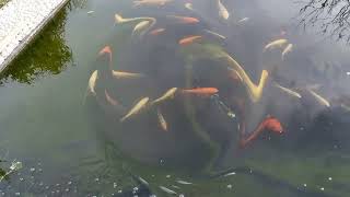 Les #Carpes Koïs #Bassin #Jardin (4)