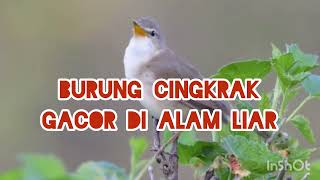 Burung cingkrak gacor!!cocok buat masteran murai batu dan burung kicau#pemulakicaukicau....