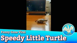 Funny Gone Viral / Super Speedy Turtle, Woman Packs a Punch & some Runaway Hair