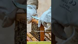 Beekeeping and its impact on biodiversity