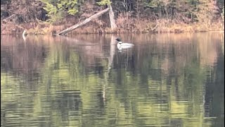 Loon calling in the rain! Turn up the volume