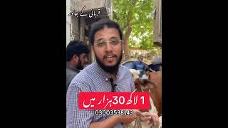 itni sasti gaay qurbani 2024