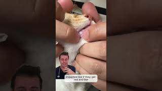 Popping cat blackheads!