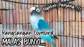 SUARA BURUNG LOVEBIRD NGEKEK PANAJNG ,PANCINGAN LOVEBIRD MALAS BUNYI