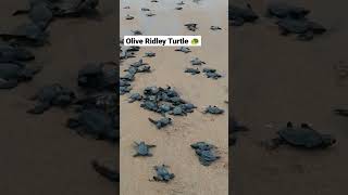 Hatching of Olive Ridley Sea Turtle 🐢 #trending #odisha #turtle