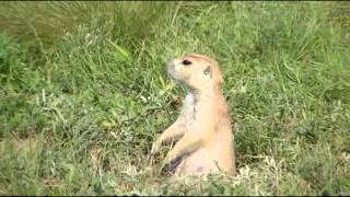 The lonely prairie dog