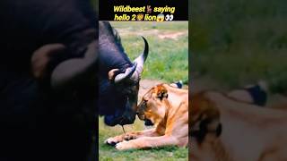 Lion🦁vs wildbeest🦌😳 | lion hunting video | lionking | @Wildshikaari007 | #shorts #nature