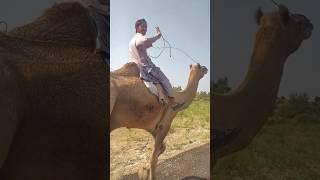 سباق الجمل بين ذكر الجمل وأنثى الجمل في صحراء ثار😱😚#camel_racing #shorts