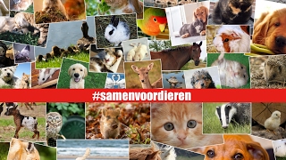 Dierenhulpverlener van het jaar