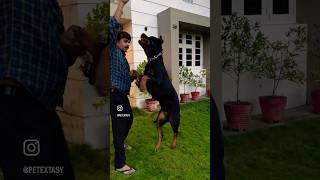 Lucy darling #rottweiler #doglover #pets #petlover #shortsfeed #ytshorts #shortsvideo #shorts #yt