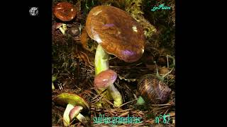 Suillus granulatus. Champimaginatis. English Text.