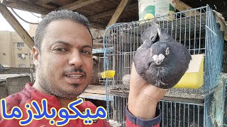 #شوف بعالج الدور ده ازاى🙋🏽🙋🏽#ميكوبلازما🕊️🕊️#pigeon