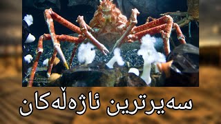 ٦ سەیرترین ئاژەڵەکان لە جیهاندا (شۆک)