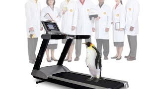 Penguins On A Treadmill - Guess What Happens?