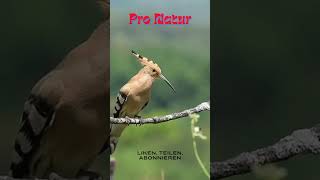 Pro Natur Vogel 3 #natur