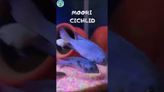 5 JENIS IKAN CICHLID TERFAVORIT #cichlid#lemonfish#ikancichlid#infoikanhias#infohewan#amazoninfo