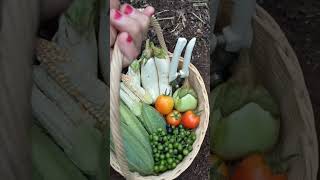 Harvest Various Vegetables || Panen Aneka Sayur