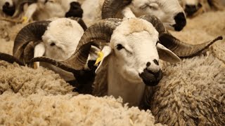 Les prix des moutons d'Aid Al Adha risquent de flamber