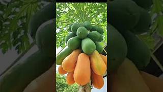 papaya fruits harvest #papaya #tree #shorts #ytshorts #youtubeshorts #viral #trending