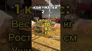 Арашан койлорго болгон талаптар 1 класс