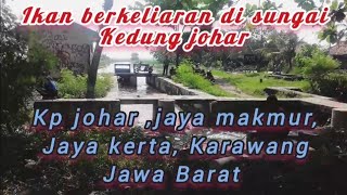 umpan lumut gacor sekali ikannya di sungai Kedung johar Karawang Jawa barat