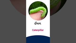 Caterpillar meaning in Gujarati - English Dictionary