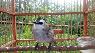 Trucuk manapun akan nyahut  mendengar suara ropel nggaruda dan panggilan trucuk medan.