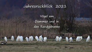 Vögel am Dümmer , Jahresrückblick 2021