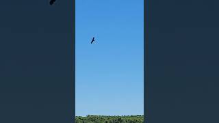 Bald Eagle Learns to Fish