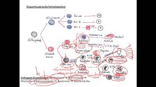 Hematologia - Hematopoiese (vídeo aula)