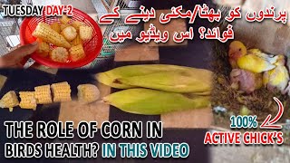 پرندوں کو بھٹا / مکئی دینے کے فوائد؟ | THE ROLE OF CORN IN BIRD'S HEALTH | AA BIRDS INFORMATION