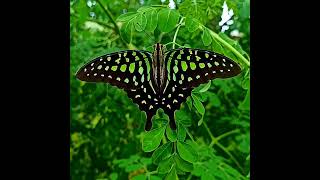 Beautiful Butterfly -Tailed Jay(Graphium agamemnon) #reels #trending #beautiful