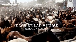 Saca de las Yeguas (El Rocío - Almonte) 2015