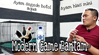 Modern Game (ayam) - Modern Game Bantam