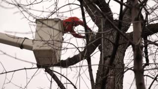 Street-Side Tree Removal | Cohen & Master